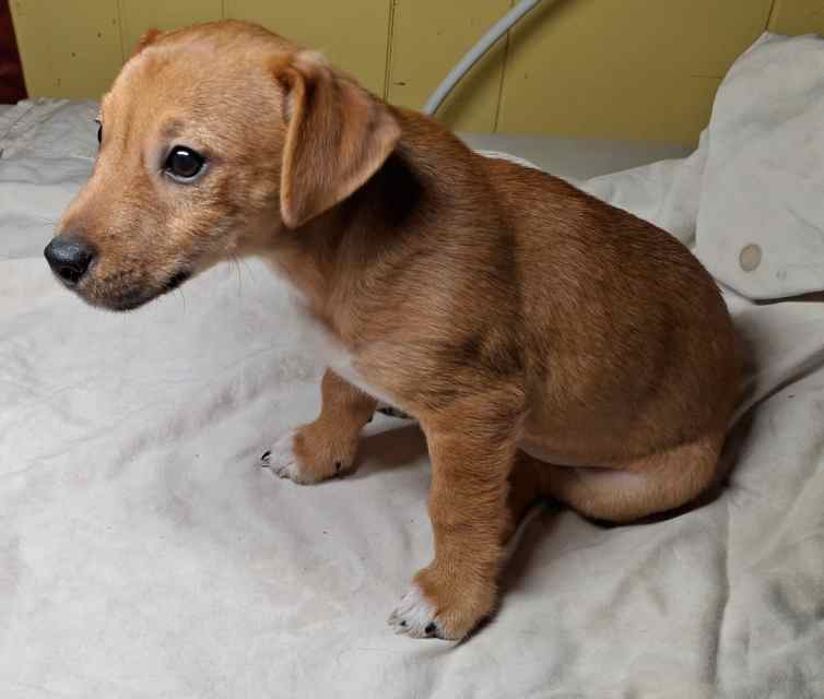 🐕Jack Russell/Chihuahus Puppies🐾