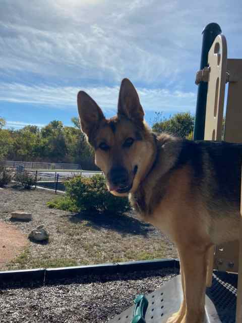 Rehome 1.5yr old German Shepherd