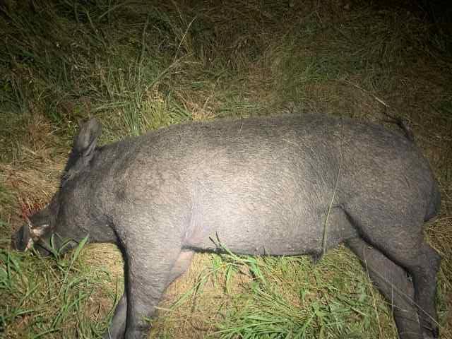 Night Hog hunts 1 hr N of Denton 