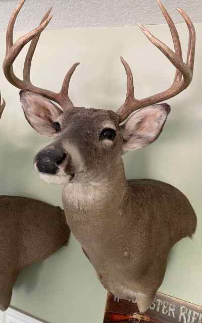 Whitetail Deer Wall Mount, 8 Point Buck