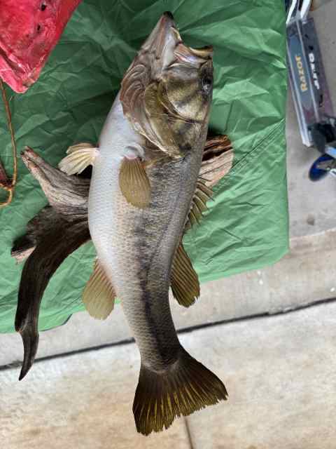 Taxidermy red snapper and Bass 