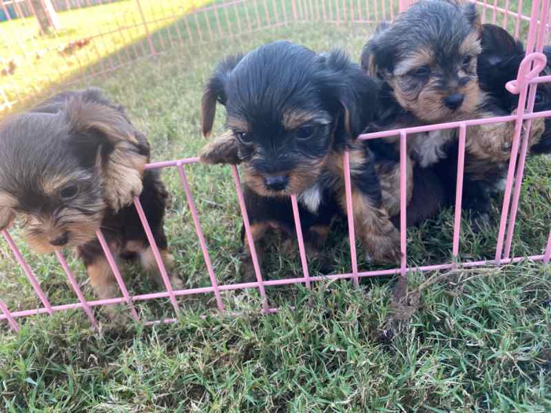 Yorkies 