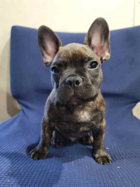 Purebred French Bulldog